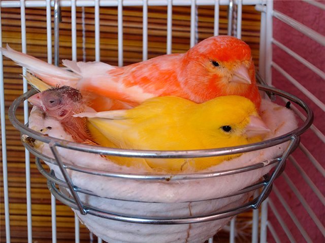 Содержание канареек и уход за ними в Кимрах
