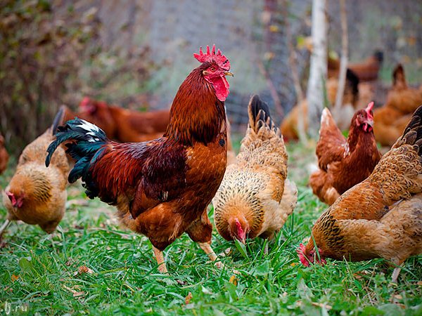 Породы куриц | ЗооТом - продажа, вязка и услуги для животных в Кимрах
