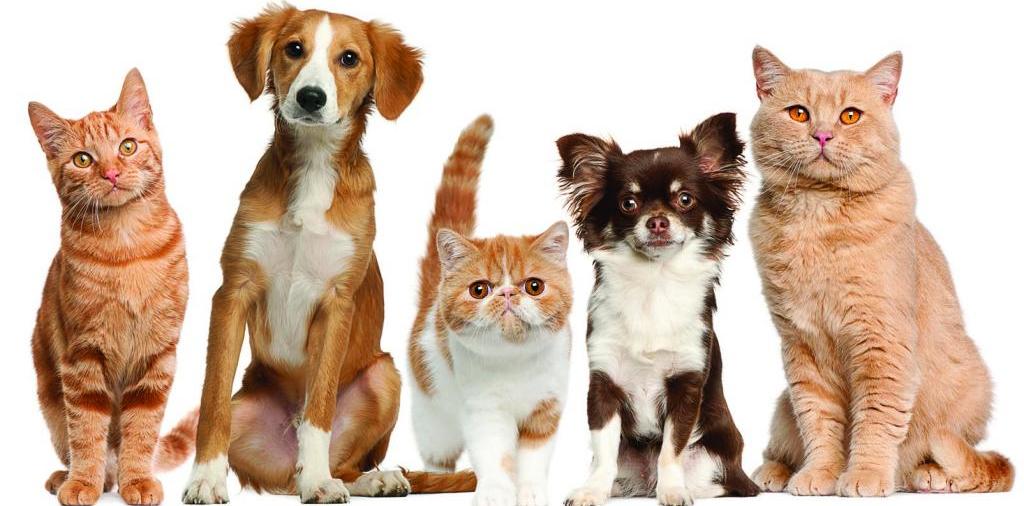 Доска объявлений о животных | ЗооТом - продажа, вязка и услуги для животных в Кимрах