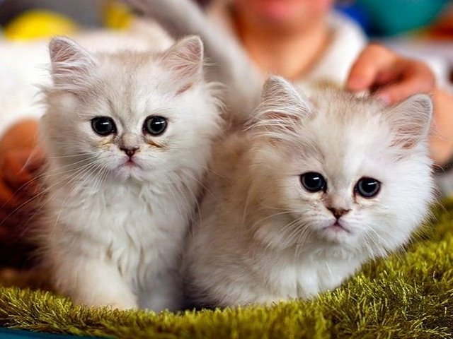 Породы кошек в Кимрах | ЗооТом портал о животных