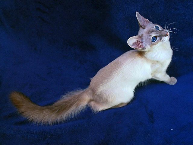 Выведенные породы кошек в Кимрах | ЗооТом портал о животных