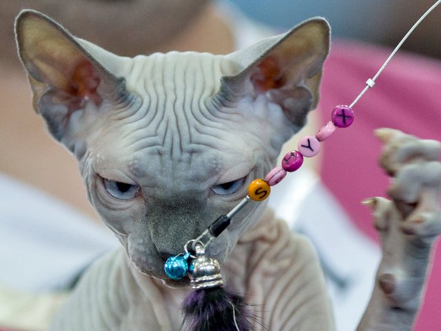 Выставки кошек в Кимрах | ЗооТом портал о животных