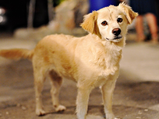 Породы собак в Кимрах | ЗооТом портал о животных