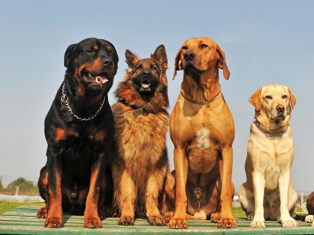 Крупные породы собак в Кимрах | ЗооТом портал о животных
