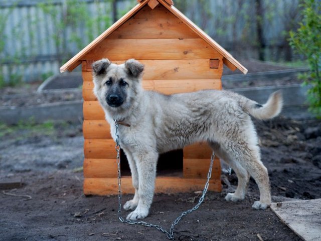 Все о собаках в Кимрах Все о собаках в Кимрах